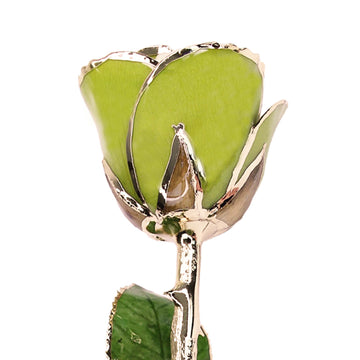 24K Gold Forever Rose - Pistachio