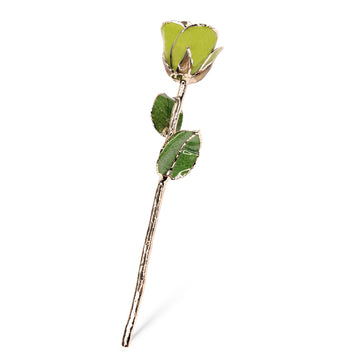 24K Gold Forever Rose - Pistachio