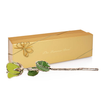 24K Gold Forever Rose - Pistachio