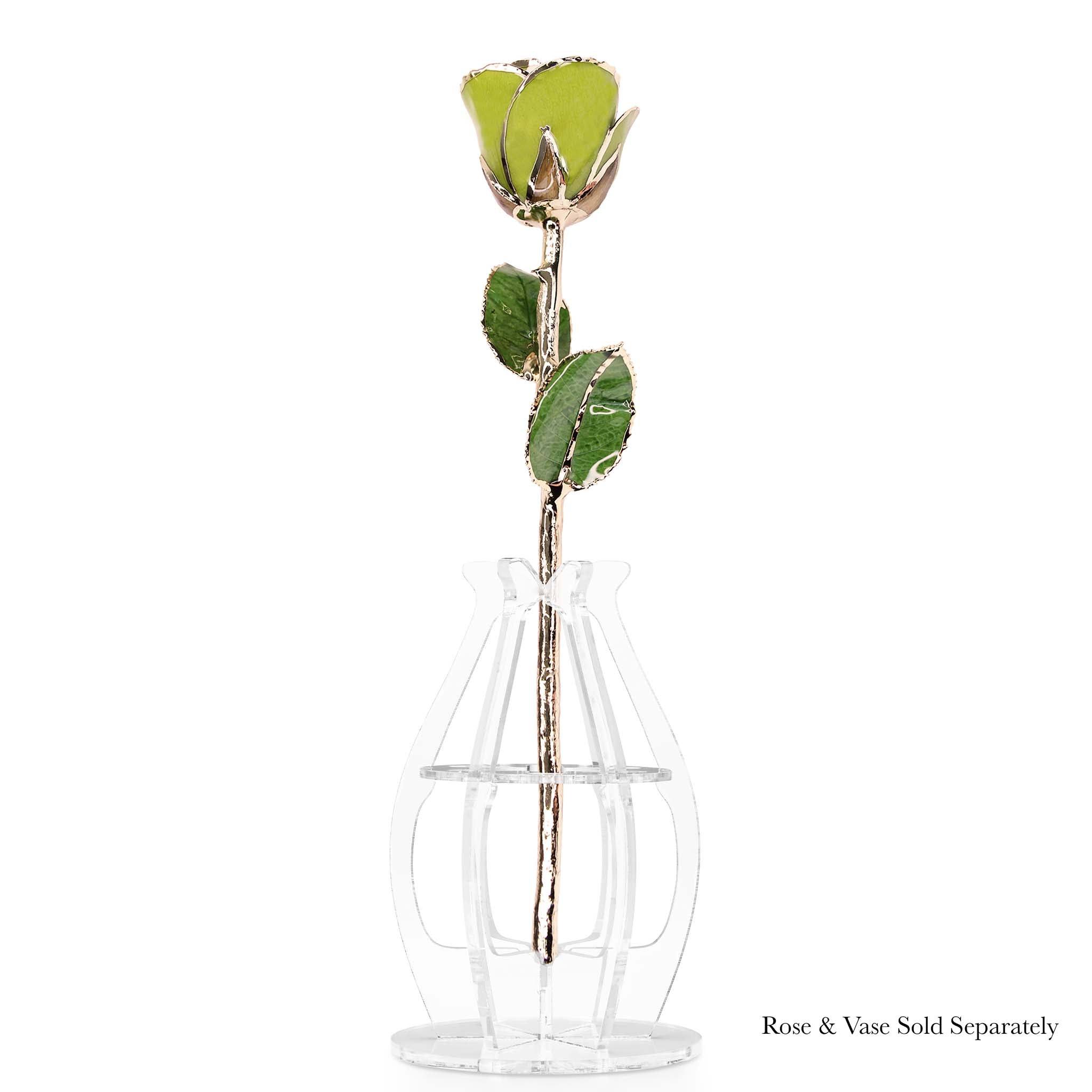 24K Gold Forever Rose - Pistachio