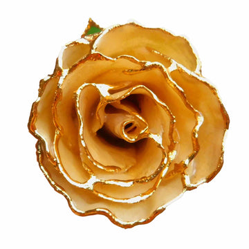 24K Gold Forever Rose - Soldier Pink