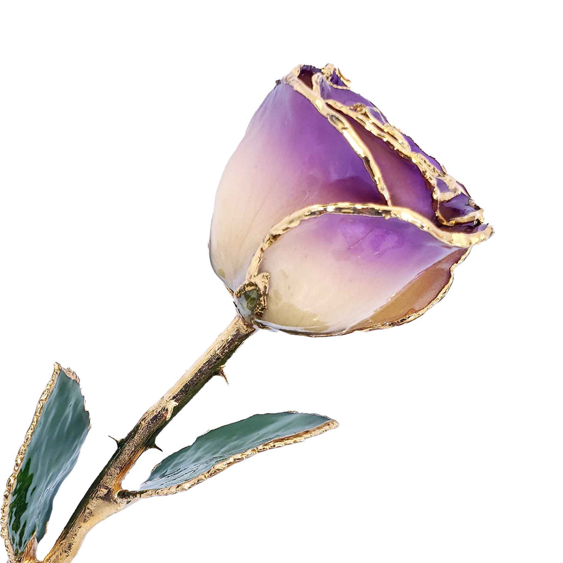 24K Gold Forever Rose - White to Amethyst