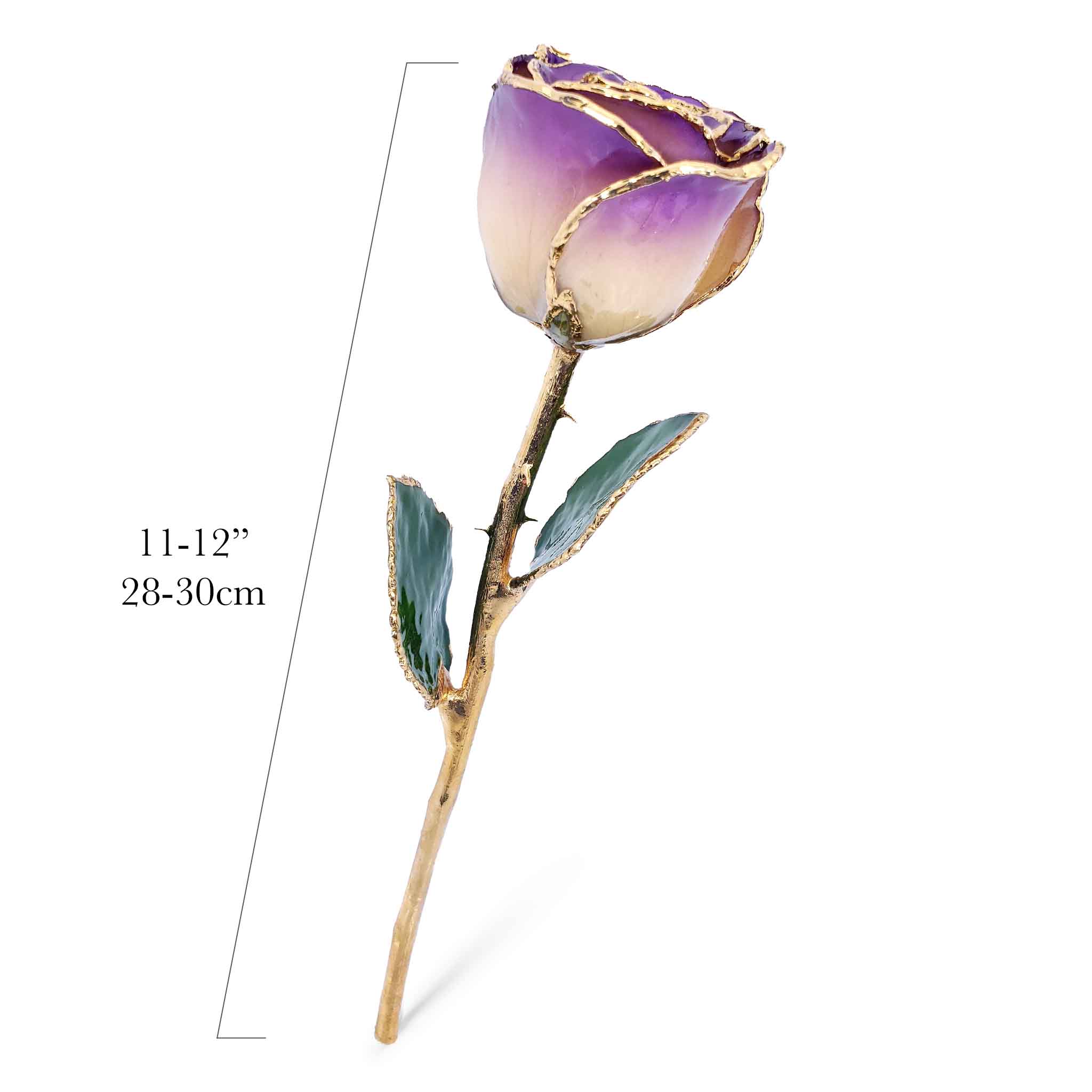 24K Gold Forever Rose - White to Amethyst