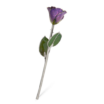 Silver Forever Rose - Amethyst (February Birthstone)