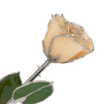 Silver Forever Rose - White