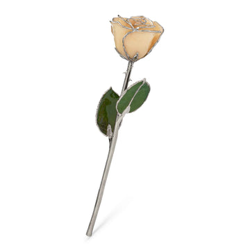Silver Forever Rose - White