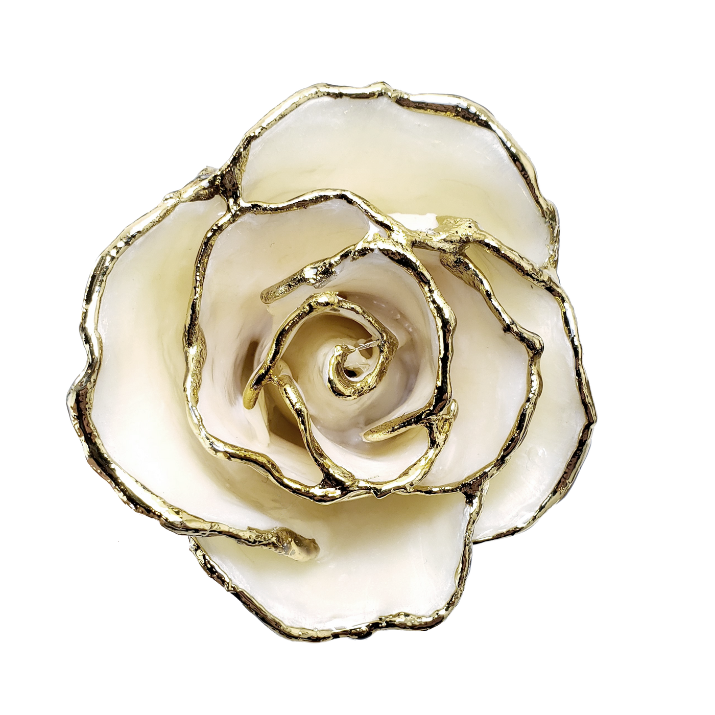 Natural Green Stem Roses The Forever Rose