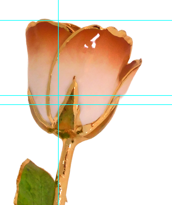 24K Gold Forever Rose - Cappuccino