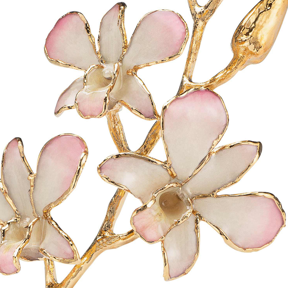 24K Gold Dipped Orchid in White to Pink view of gold stem and flowers closeup view showing detail of flowers