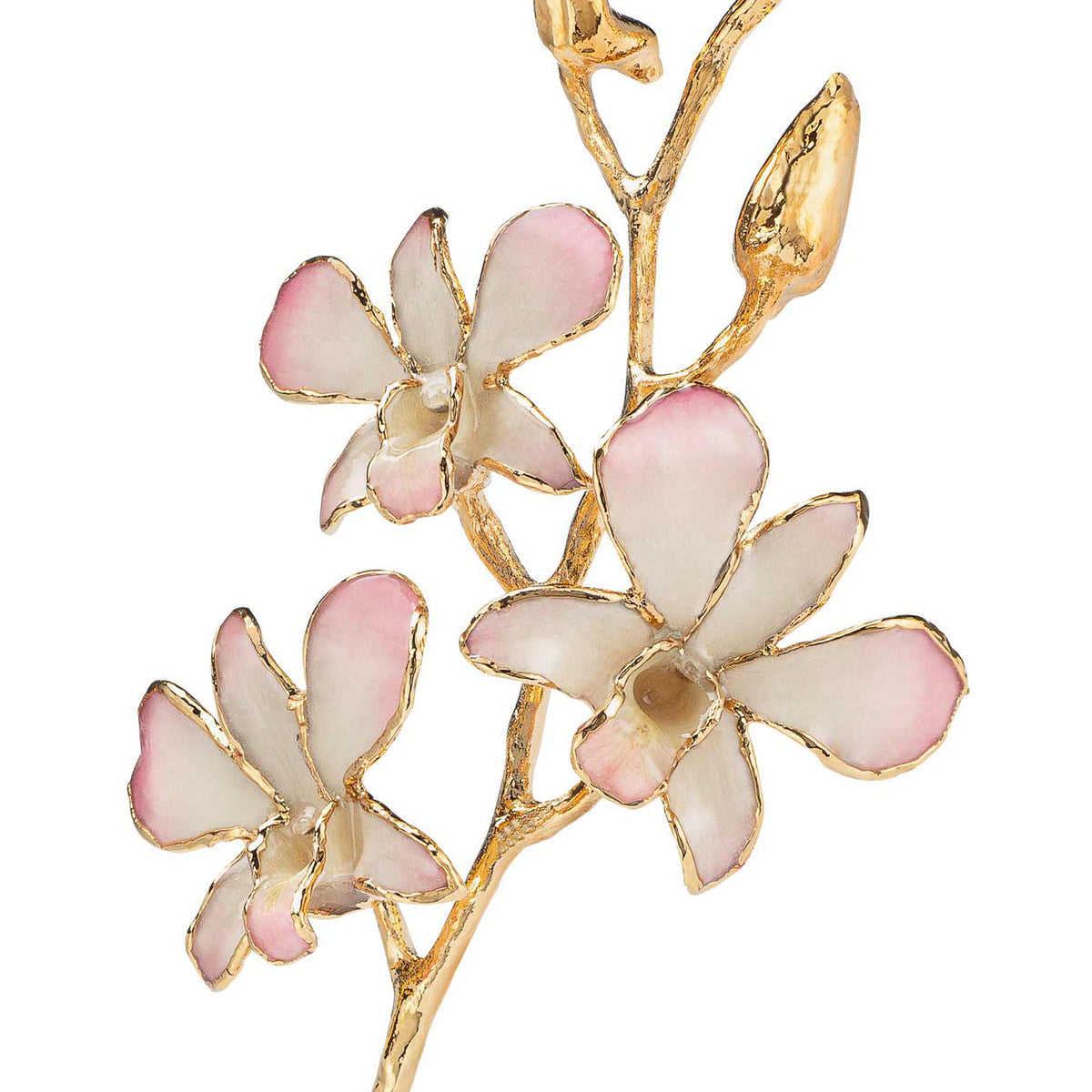 24K Gold Dipped Orchid in White to Pink view of gold stem and flowers closeup