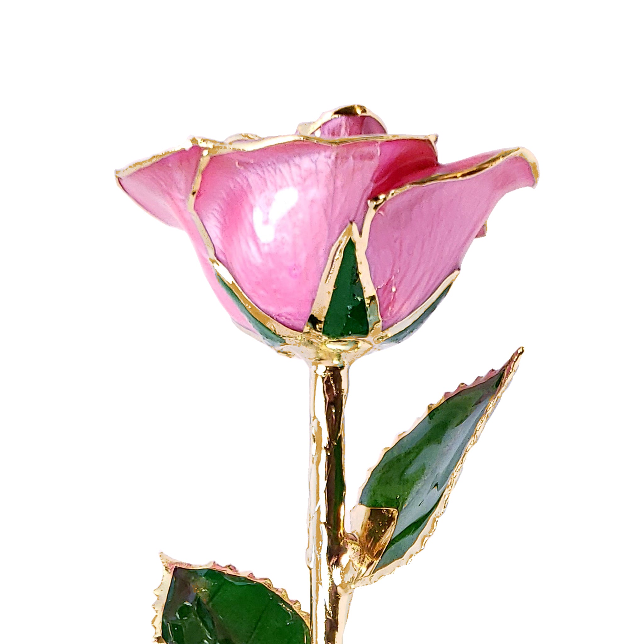 24K Gold Forever Rose - Pink (Open Bloom)