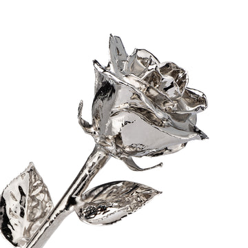 Platinum Dipped Roses: One Dozen