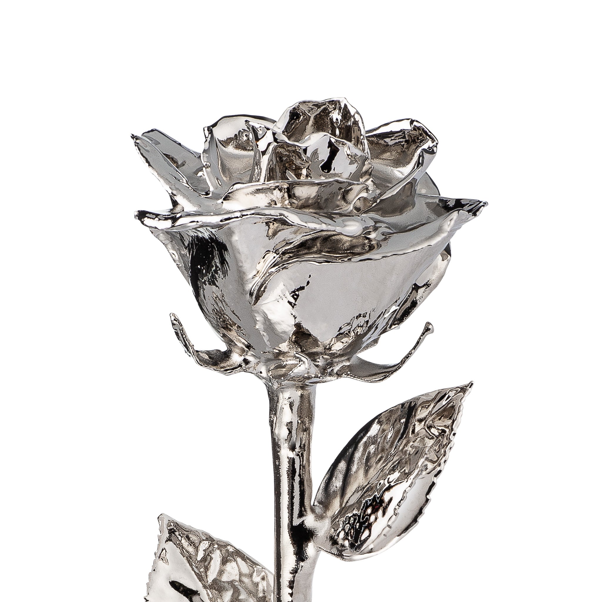 Platinum Dipped Roses: Half Dozen