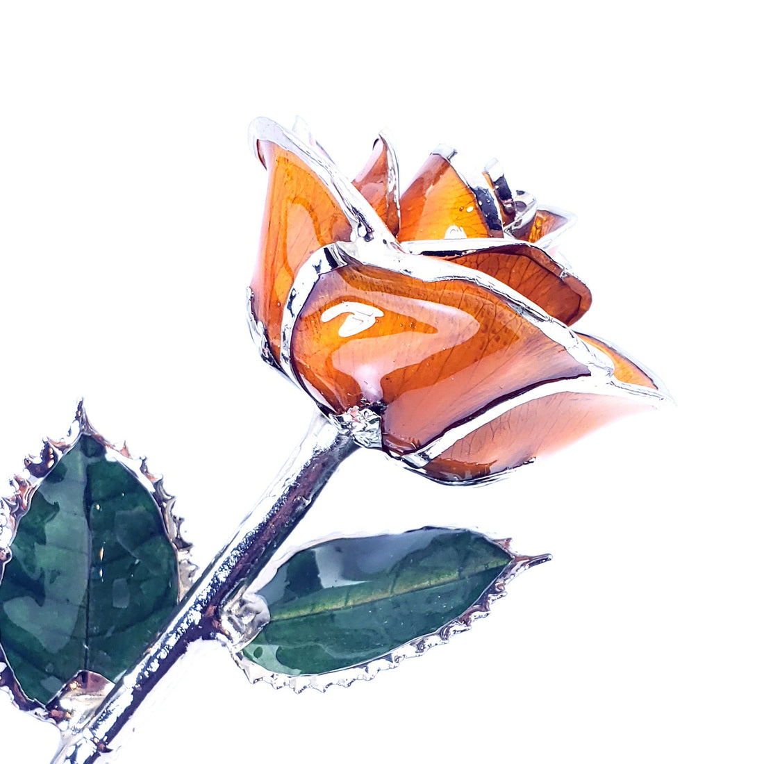 Platinum Forever Rose - Amber