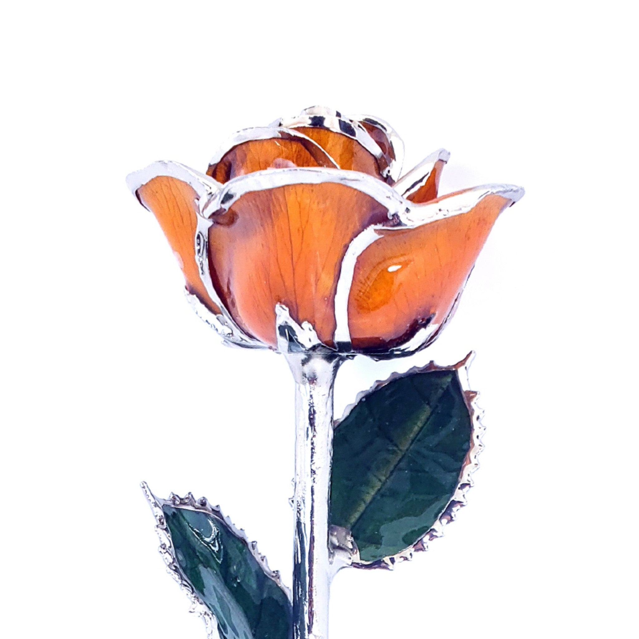 Platinum Forever Rose - Amber