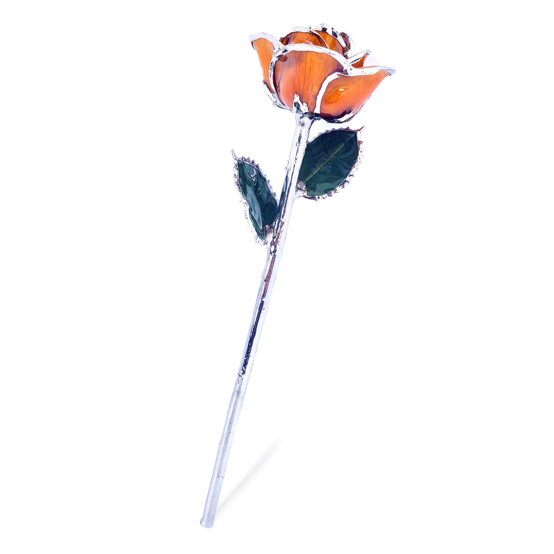 Platinum Forever Rose - Amber