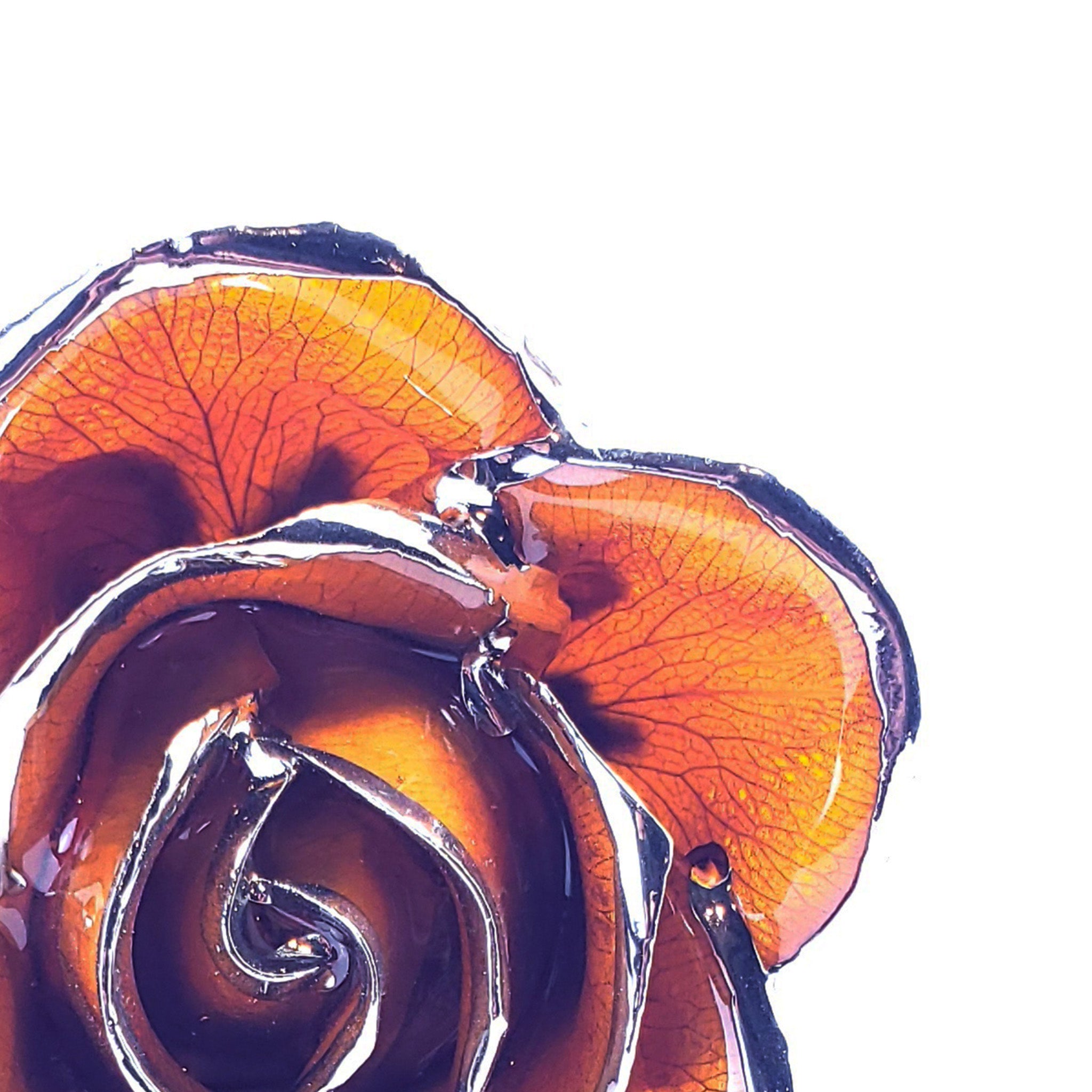 Platinum Forever Rose - Amber