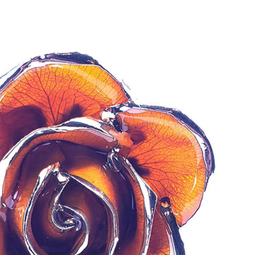 Platinum Forever Rose - Amber