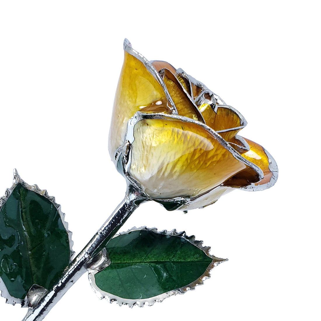 Platinum Forever Rose - Butterscotch