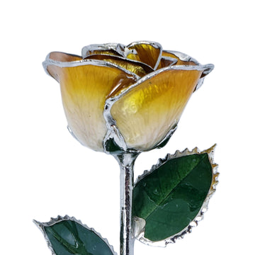 Platinum Forever Rose - Butterscotch