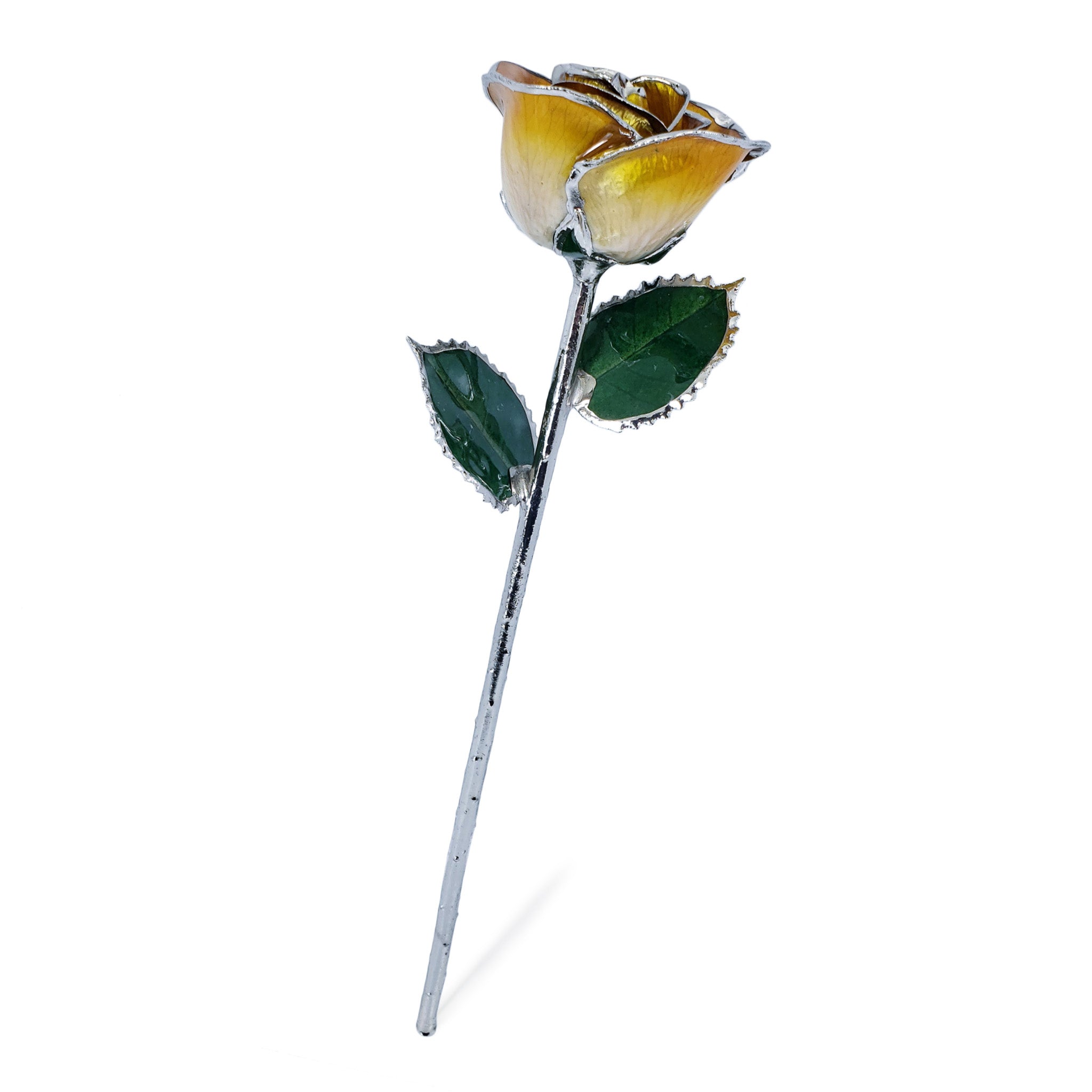 Platinum Forever Rose - Butterscotch