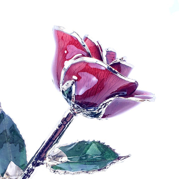 Platinum Forever Rose - Burgundy