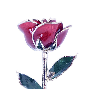 Platinum Forever Rose - Burgundy