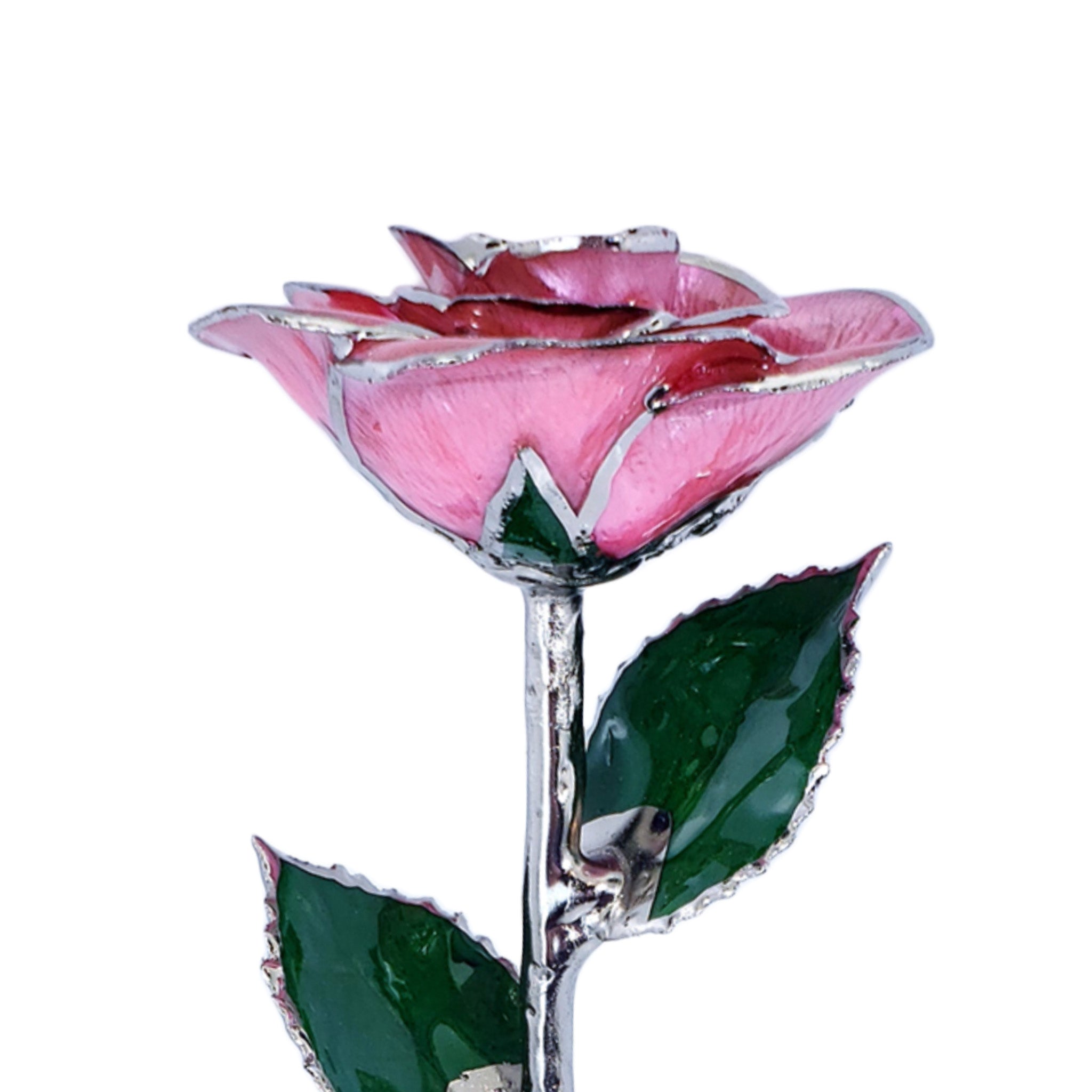 Platinum Forever Rose - Pink
