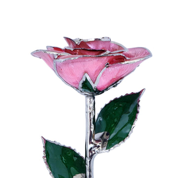 Platinum Forever Rose - Pink