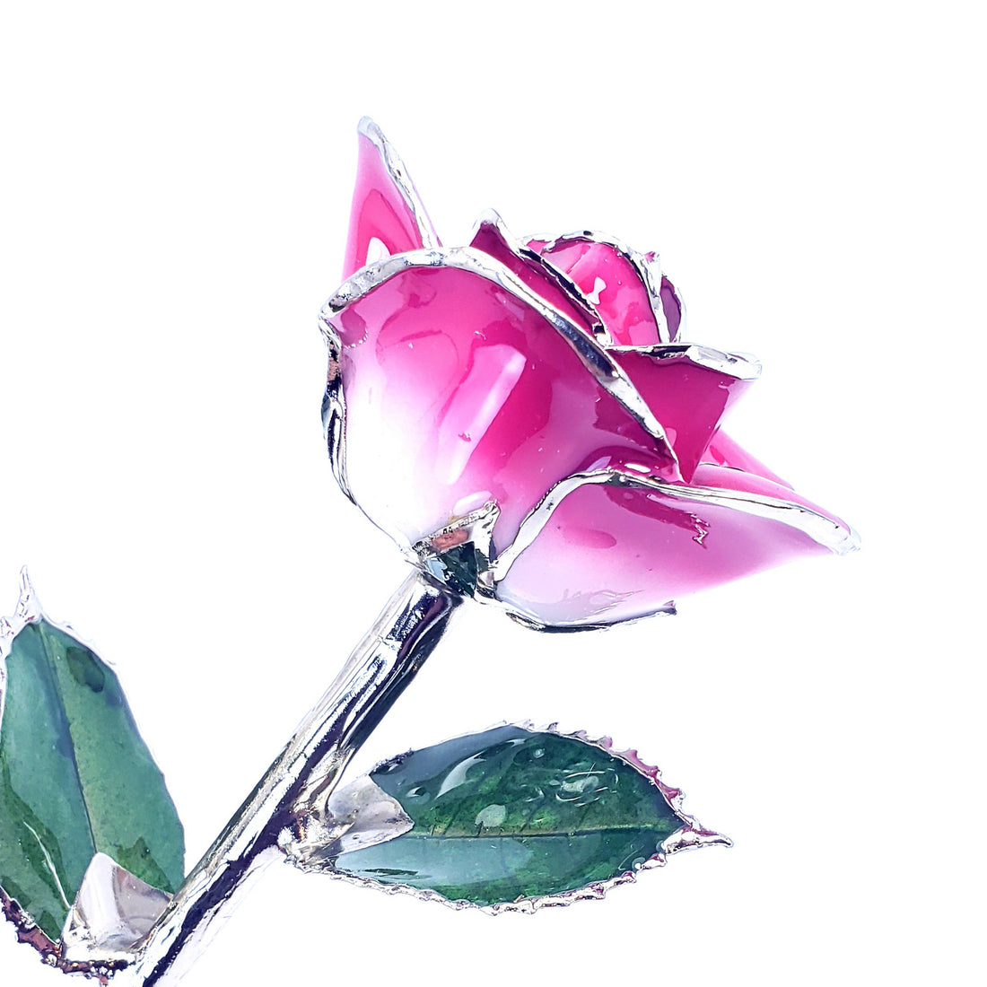 Platinum Forever Rose - Pink 2-Tone