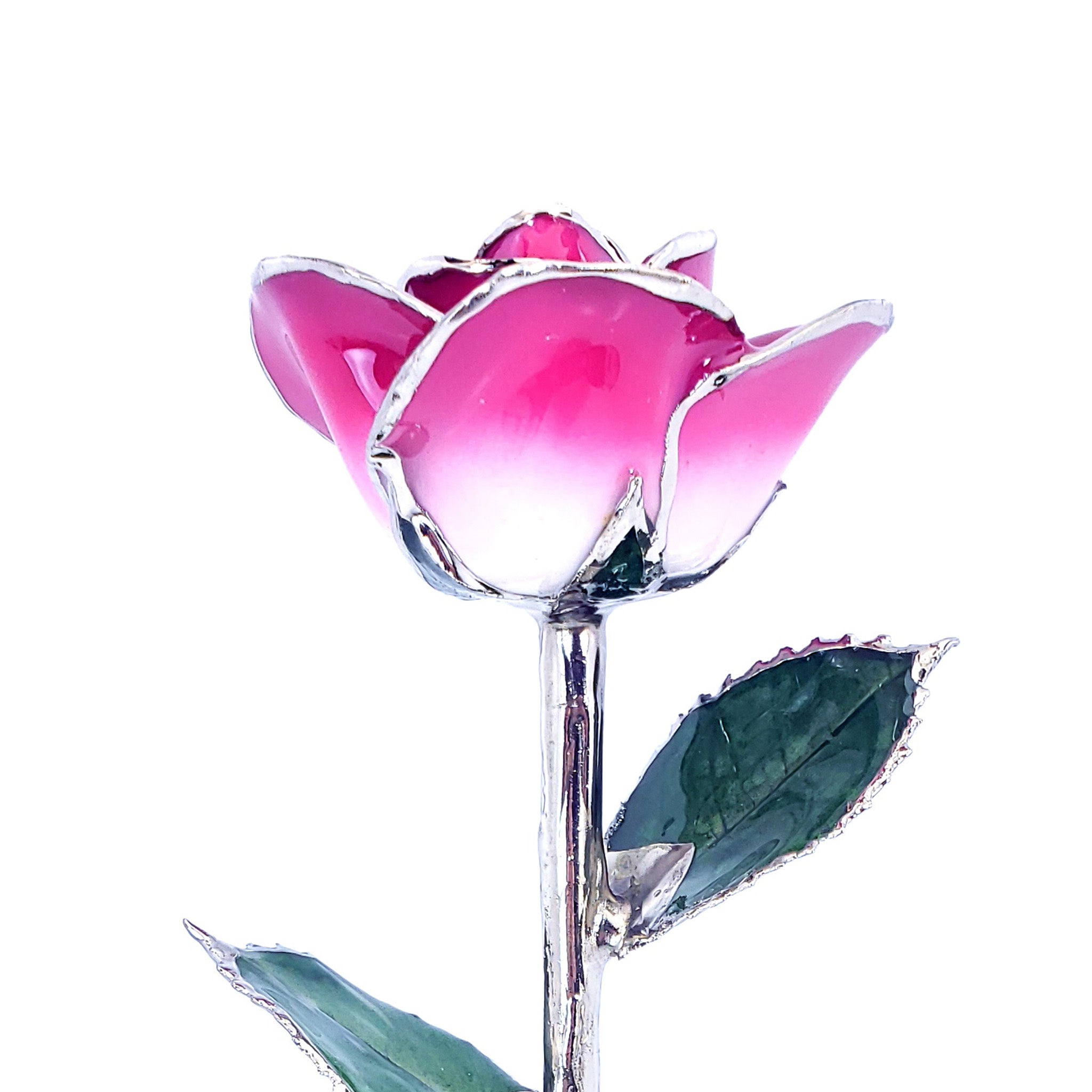Platinum Forever Rose - Pink 2-Tone