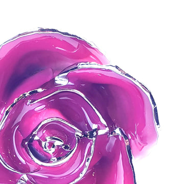 Platinum Forever Rose - Pink 2-Tone