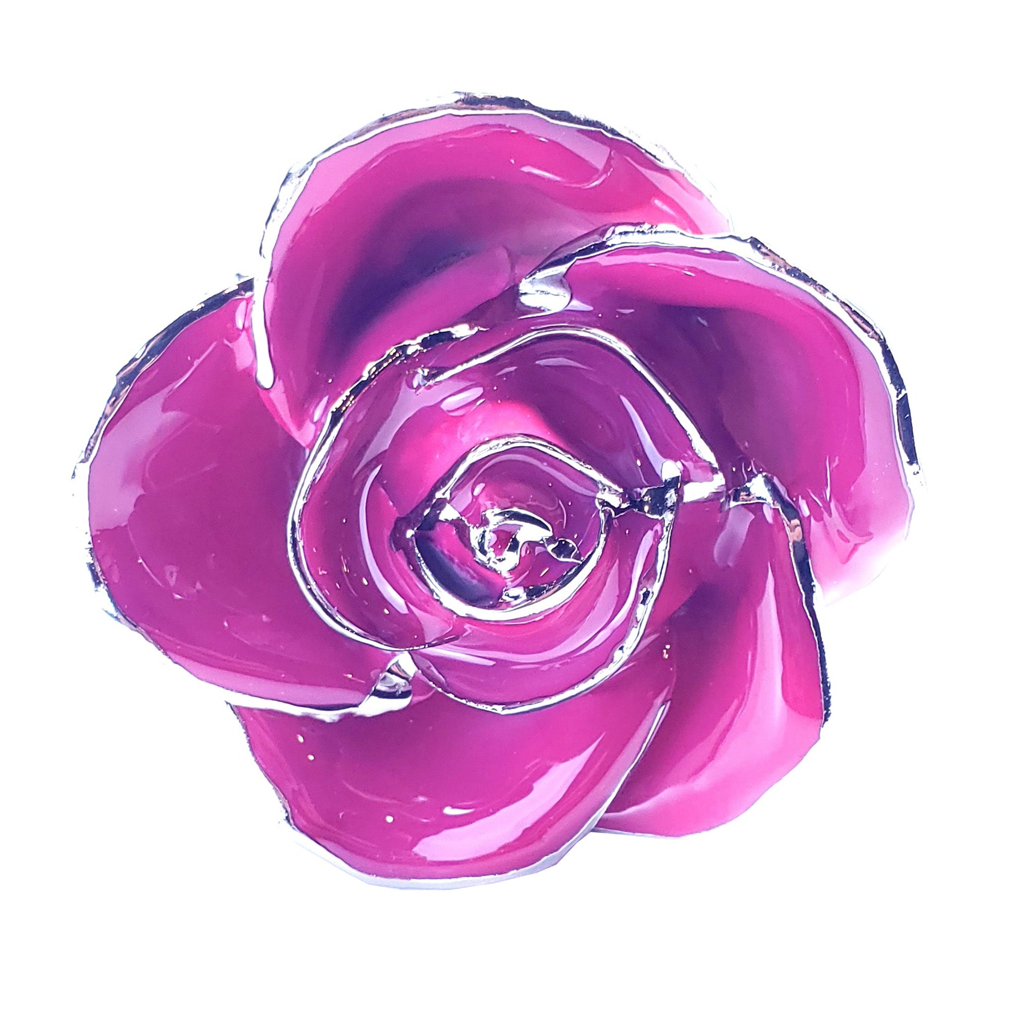 Platinum Forever Rose - Pink 2-Tone
