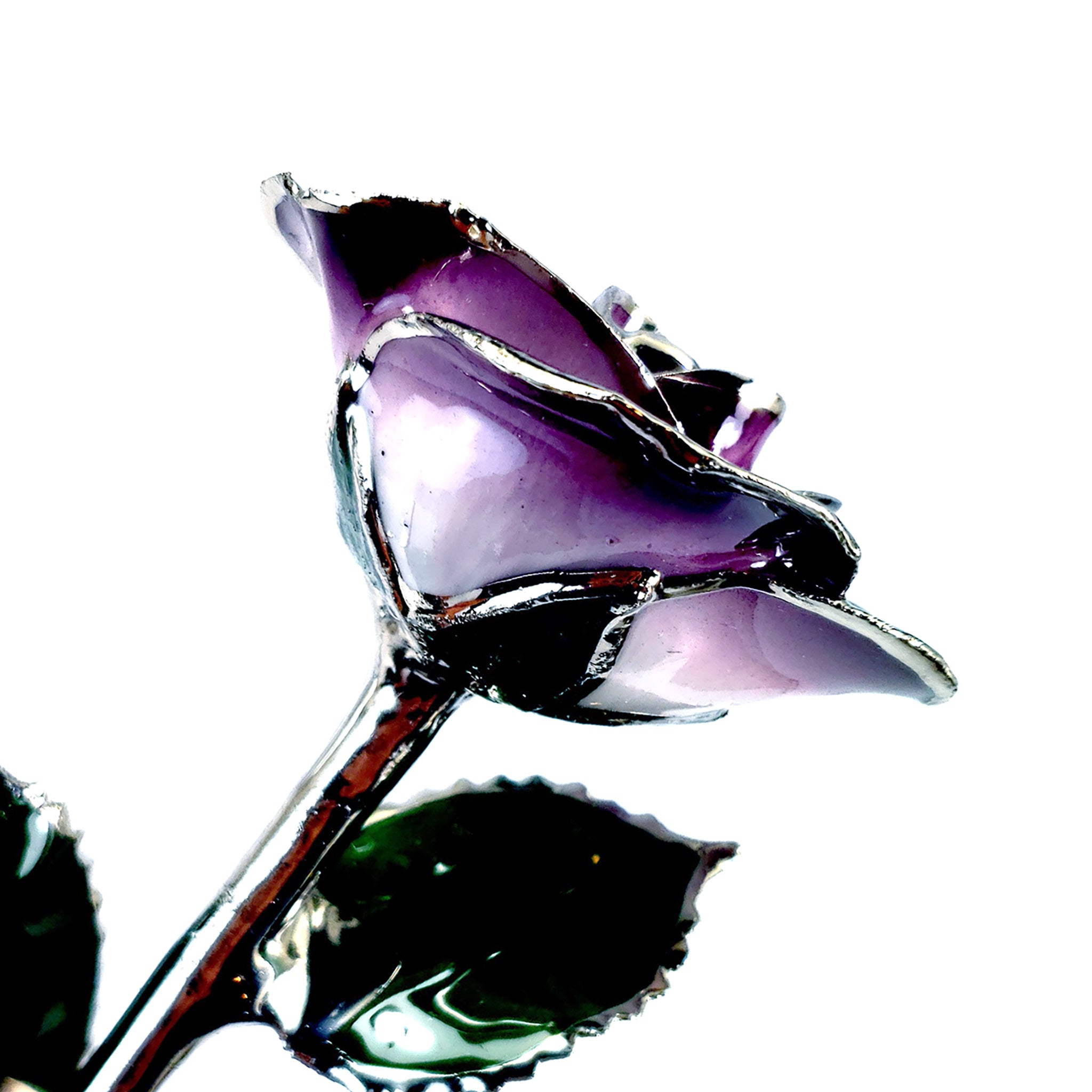 Platinum Forever Rose - Purple 2-Tone