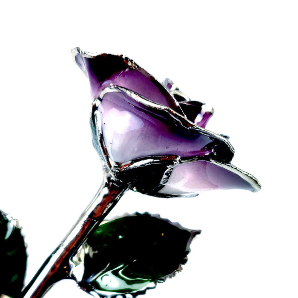 Platinum Forever Rose - Purple 2-Tone