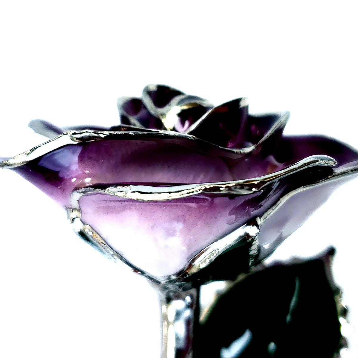 Platinum Forever Rose - Purple 2-Tone