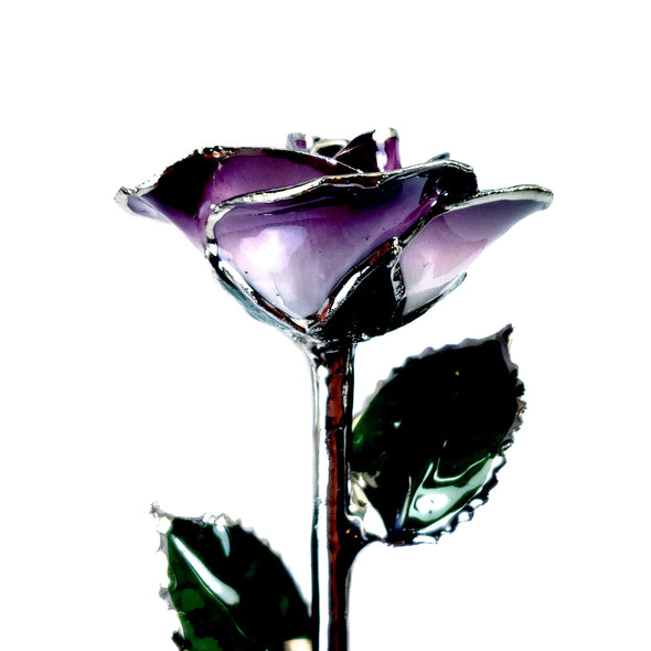 Platinum Forever Rose - Purple 2-Tone