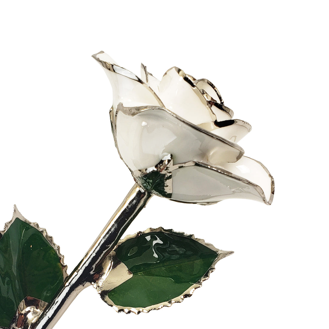 Platinum Forever Rose - Snow White