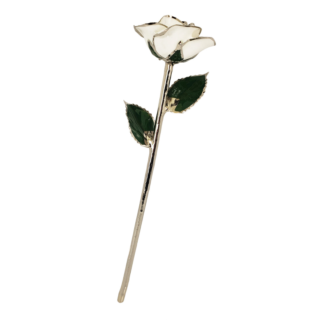 Platinum Forever Rose - Snow White