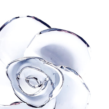Platinum Forever Rose - Snow White