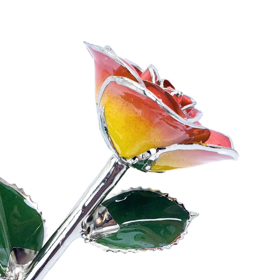 Platinum Forever Rose - Sunrise