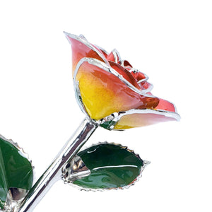Platinum Forever Rose - Sunrise