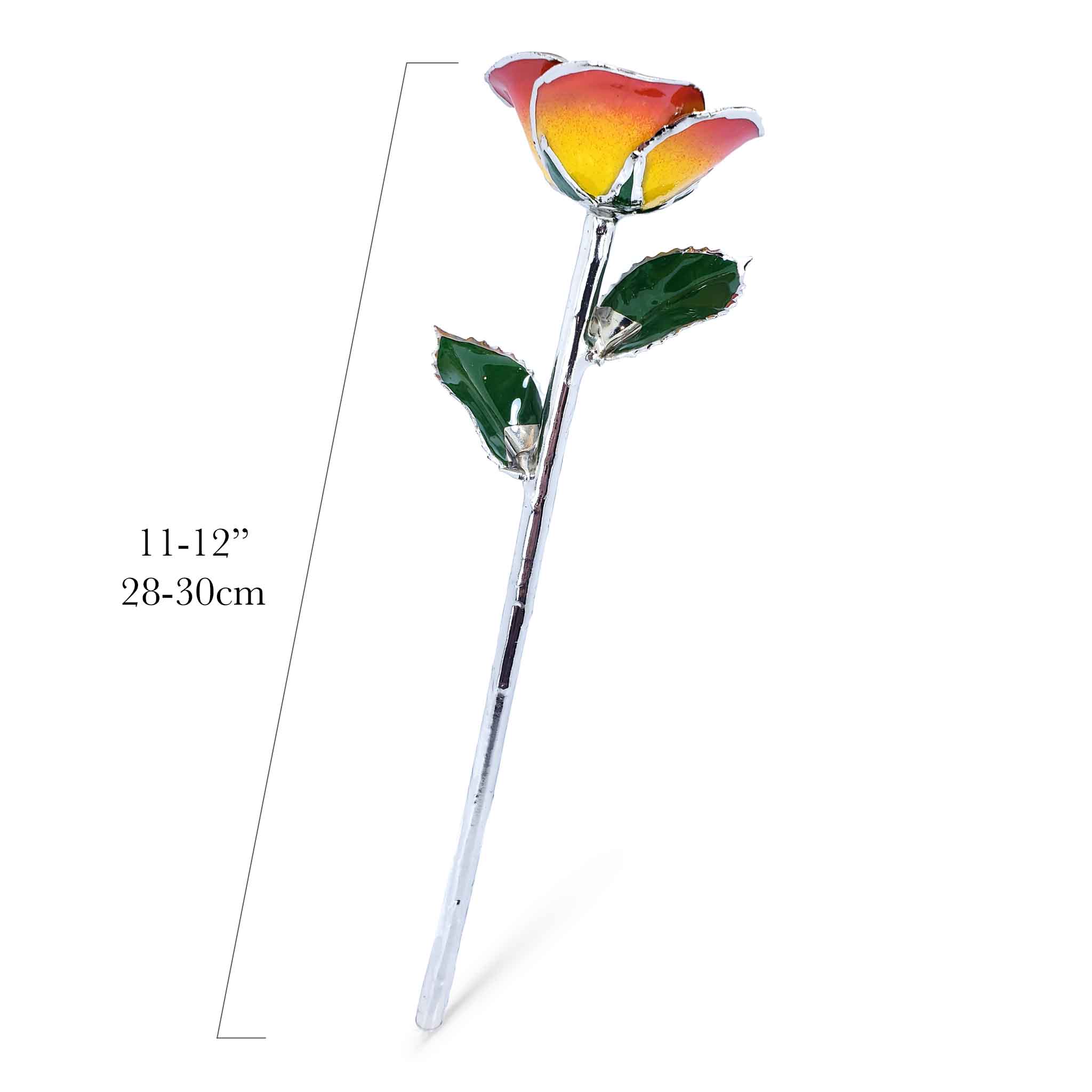 Platinum Forever Rose - Sunrise