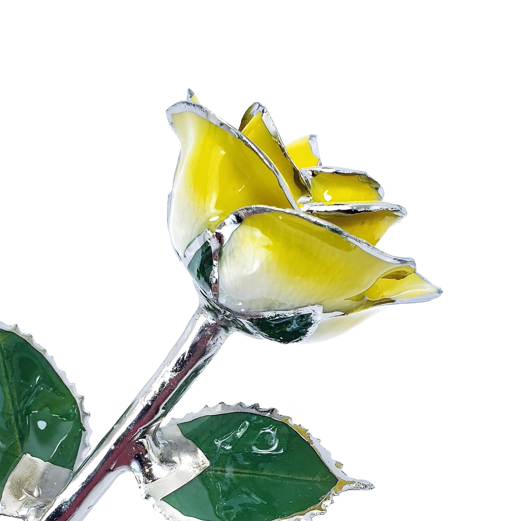 Platinum Forever Rose - Sunny Day