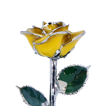 Platinum Forever Rose - Yellow