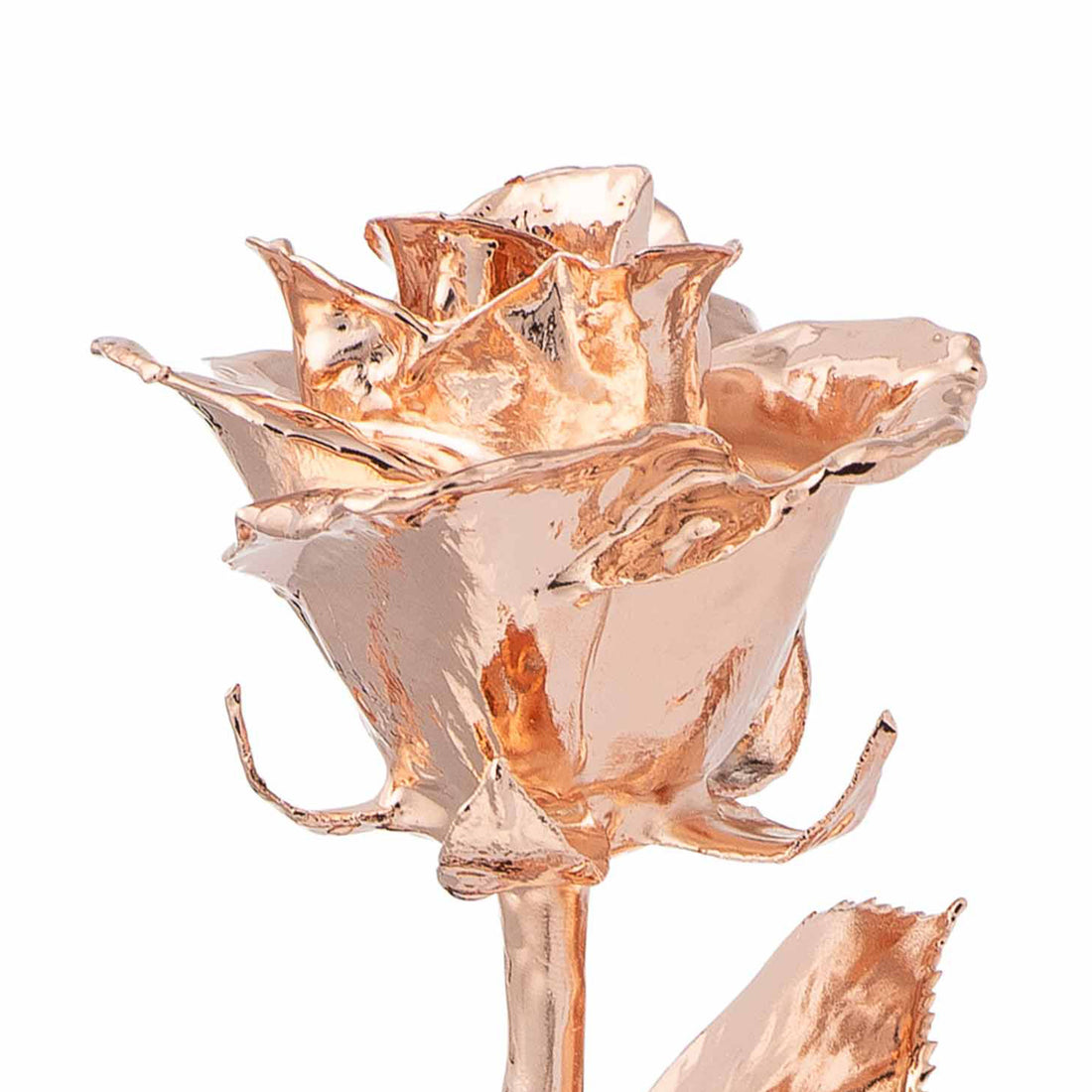Custom Enchanted Rose w/ Rose Gold Dipped Rose