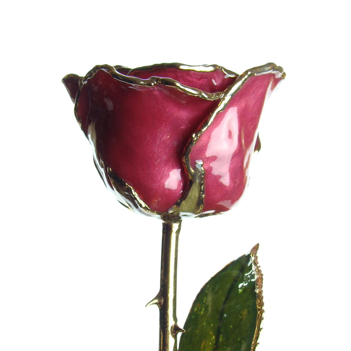 24K Gold Trimmed Forever Rose in Beating Hearts Color View of Stem, Leaves, and Rose Petals and Showing Detail of Gold Trim