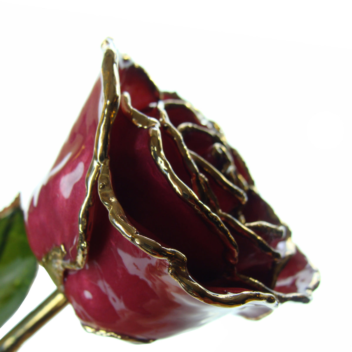 24K Gold Trimmed Forever Rose in Beating Hearts Color View of Stem, Leaves, and Rose Petals and Showing Detail of Gold Trim from an oblique angle