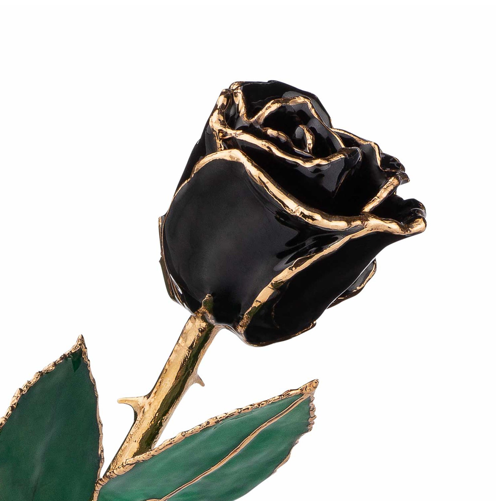 24K Gold Trimmed Forever Rose in Black Color with View of Stem, Leaves, and Rose Petals and Showing Detail of Gold Trim