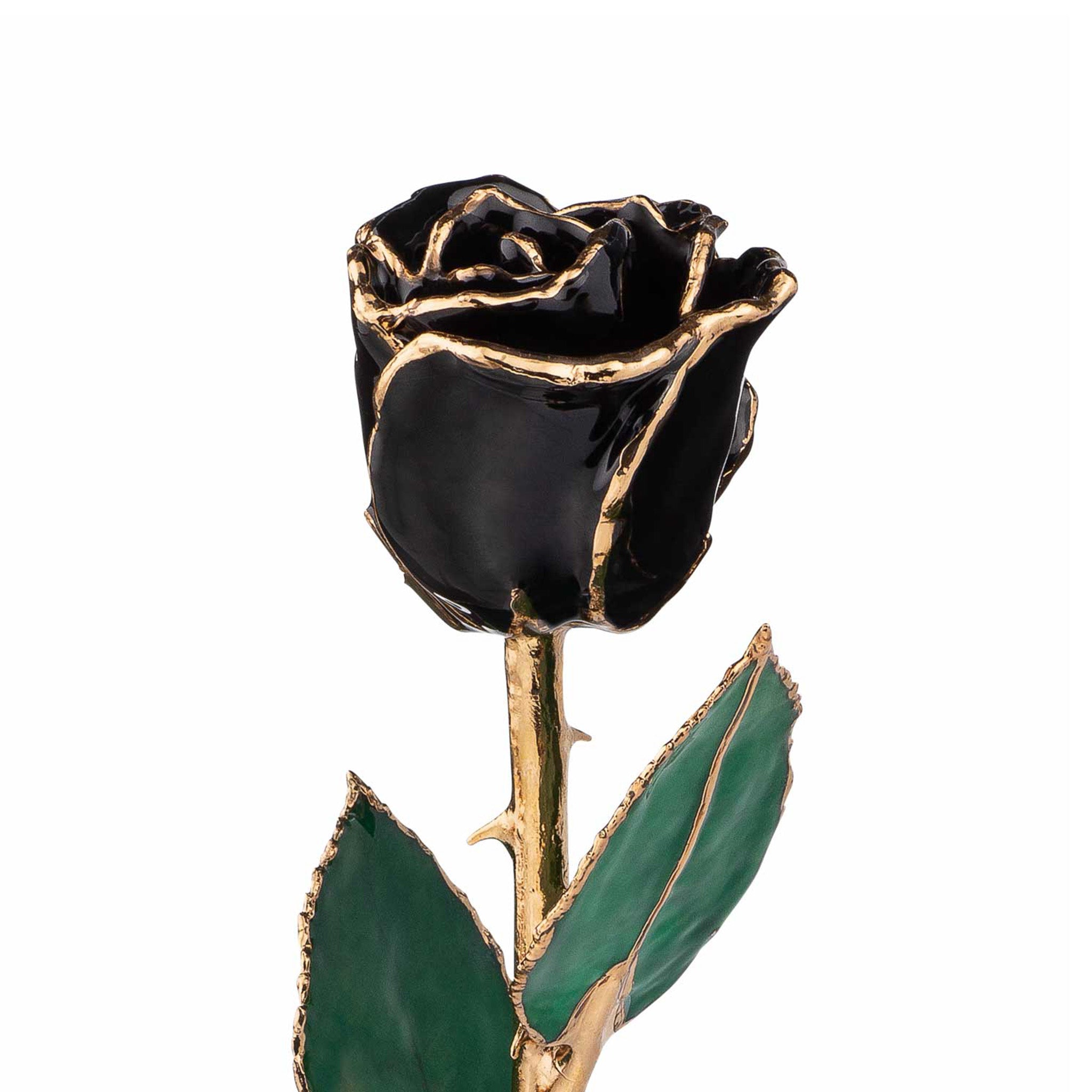 24K Gold Trimmed Forever Rose in Black Color with View of Stem, Leaves, and Rose Petals and Showing Detail of Gold Trim